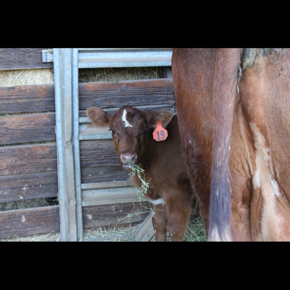 Meet your Posher, Casey - Picture 6 of 8